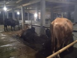 Pasca viral di media online, Surya Dwi saputra kepala pekon Wates , Pringsewu tambah sapi ke BUMDES Arta guna untuk ketahanan pangan 2 ekor