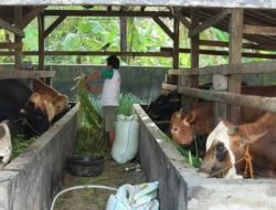 BUMDes Pandan Sewu Kembangkan Penggemukan Ternak Sapi Perkuat Ketahanan Pangan